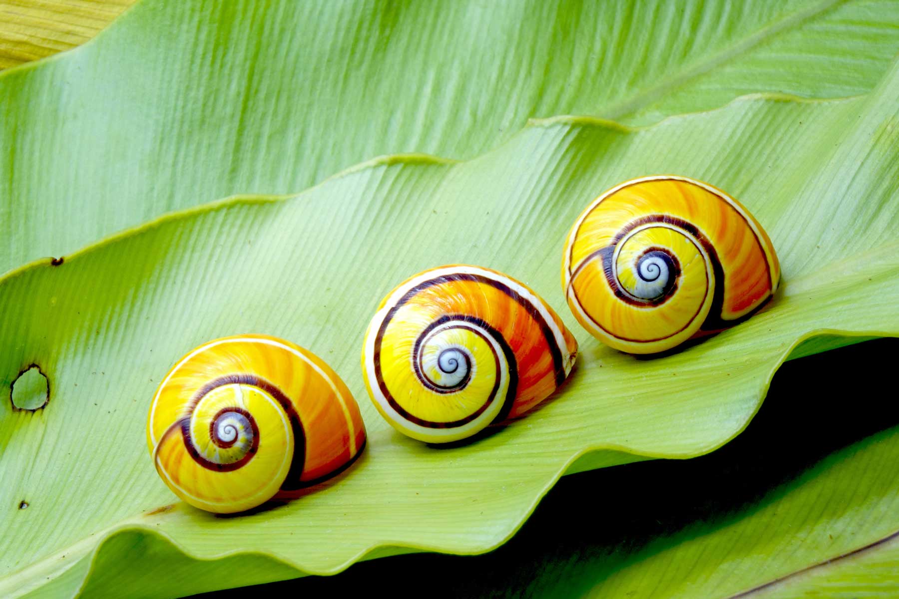 How to Get Rid of Snails in Garden Gardening Detailed